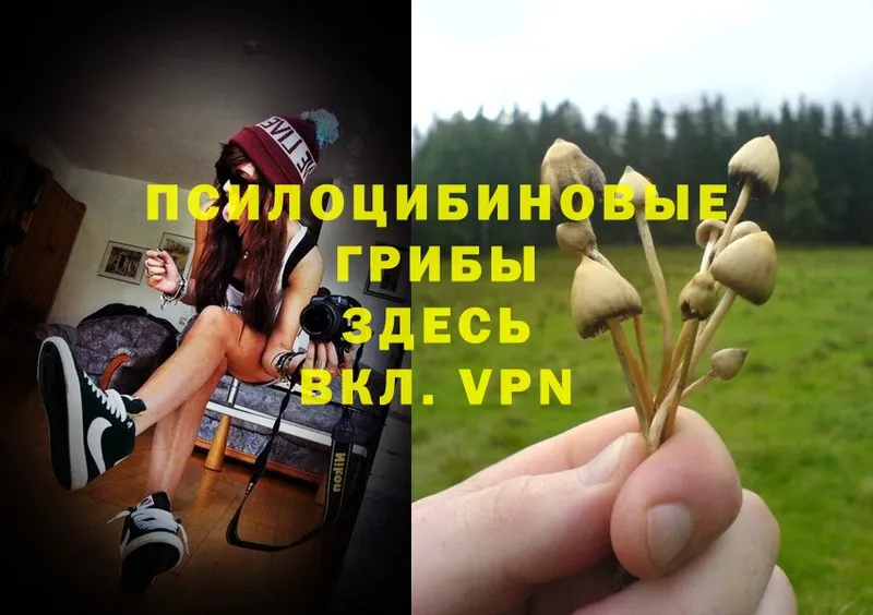 Псилоцибиновые грибы Magic Shrooms  Бежецк 